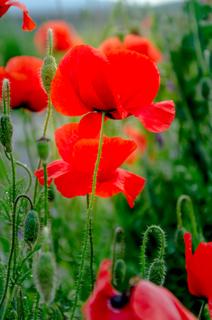 red poppies. on a background of green grass. beautiful red flowers in sunlight.の写真素材