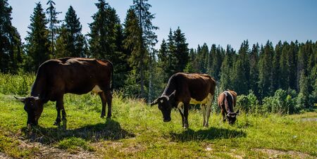 A cow grazing grass against a beautiful green forestの写真素材