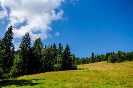 Beautiful trees in the mountains. Green grass and hot sun. Summer seasonの写真素材
