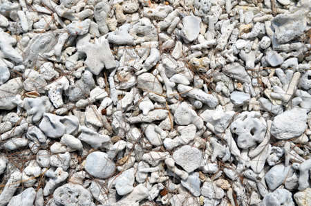 White corals, backgroundの写真素材