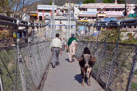 Cow on the pedestrian bridge Lakshman Jhula in Rishikesh, India