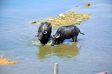 Two buffaloes  swim  in the lake Phewa. Pokhara, Nepalの写真素材