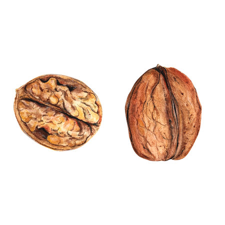Walnut watercolor isolated on white background, great design for any purpose.