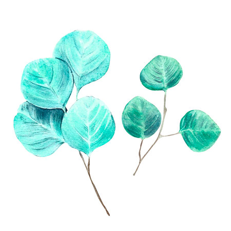 watercolor eucalyptus branch. on isolated white background, hand drawn. Perfect for card design, invitation, scrapbooking, fabric printingの写真素材