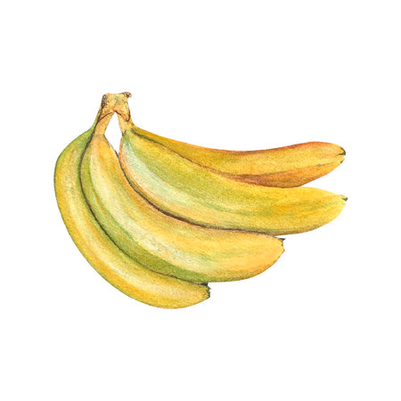 bright yellow bunch of bananas watercolor on isolated white background, hand drawn. Perfect for card design, invitation, scrapbooking, fabric printingの写真素材