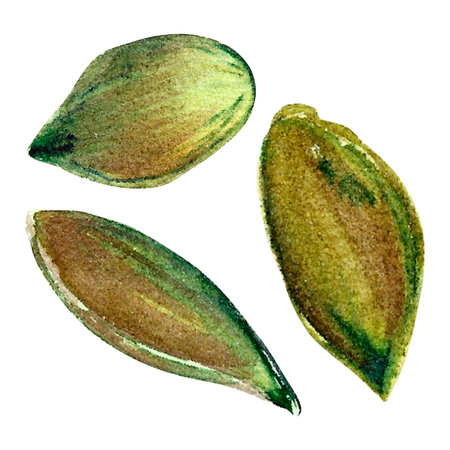peeled pumpkin seeds watercolor on isolated white background, hand drawn. Perfect for card design, invitation, scrapbooking, fabric printingの写真素材