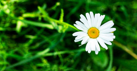 Wild camomile flowers on the field on a sunny day. shallow depth of fieldの写真素材