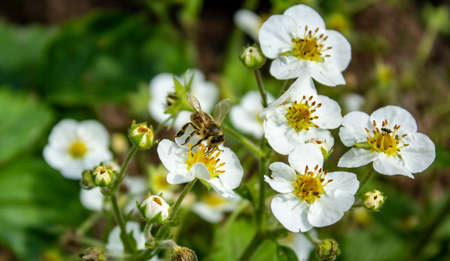 On a summer sunny day, a bee sits on strawberry flowers