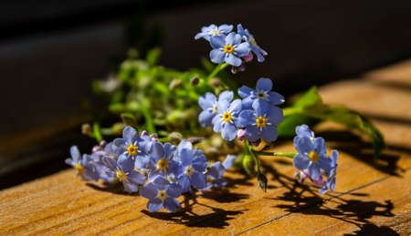 Forgetmenot flowers in heart shape on a wooden background