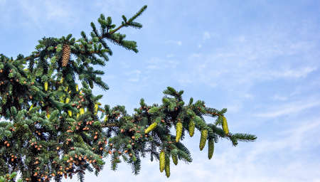green prickly branches of spruce or pine against the skyの写真素材