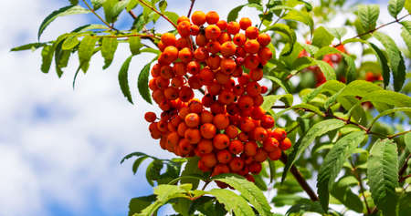 Rowan branch with a bunch of red ripe berries. Sorbus aucuparia tree closeup on sky background