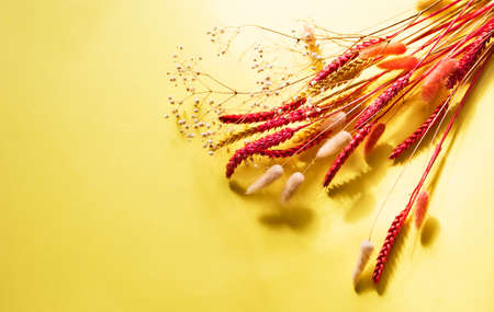 Dried multicolor wheat on a yellow backgroundの写真素材