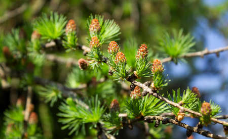 In summer with a macro closeup of a pine tree with small young pink red cones in the parkの写真素材