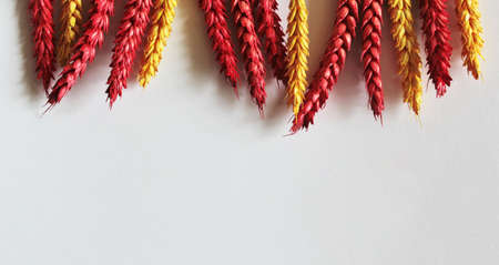 Frame from spikelets of red and orange wheat on a white background. Place to writeの写真素材