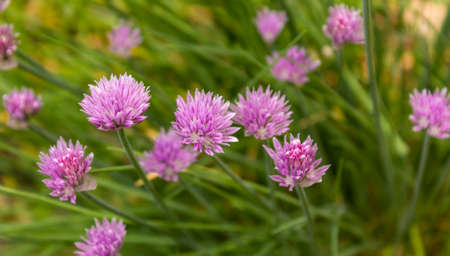 Chives with flowers in lush green foliage outdoors