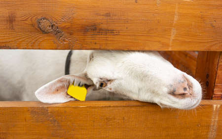 A sheep's head tries to crawl out of a wooden penの写真素材