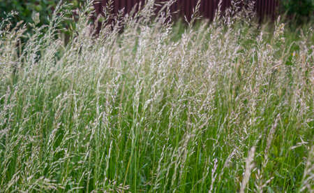 Lolium perenne or perennial ryegrass, Italian ryegrassの写真素材
