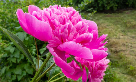 Pink peony flowers in sunny weather in the gardenの写真素材