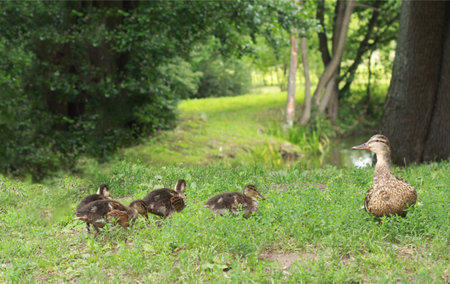Mallard duck and her clutch of ducklingsの写真素材
