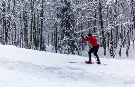 People go cross-country skiing in winter forest on a nice day.