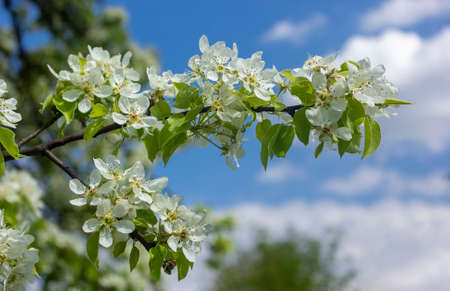A branch of a blossoming apple tree against the blue sky on a spring sunny day