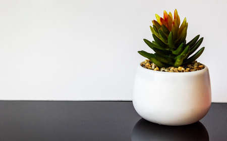 Cactus in a pot isolated on white and black backgroundの写真素材