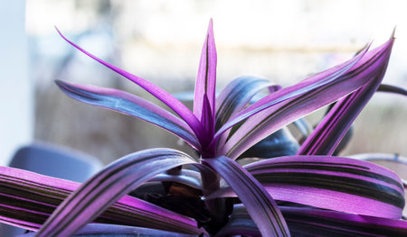 Tradescantia spathacea, multicolored tradescantia at home on the windowの写真素材