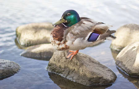 Colorful drake sitting on a stone in clear summer weatherの写真素材