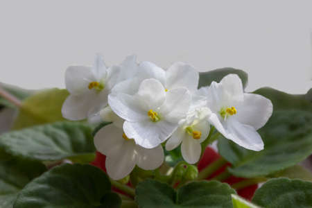 Delicate white violet flowers, stand at home on the windowsillの写真素材