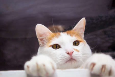 The ginger cat climbs into the window. muzzle in focus, paws out of focus