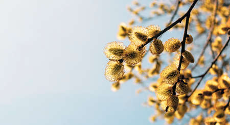Blooming branch of pussy willow in early spring against the blue sky. Place to writeの写真素材