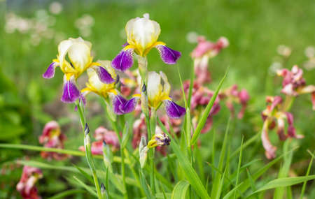 purple and yellow iris flowers on a background of greeneryの写真素材