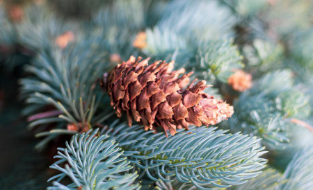 Pine cone lies on fluffy needles in the park, on a summer dayの写真素材