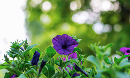 Purple petunia flower in focus, blurred background