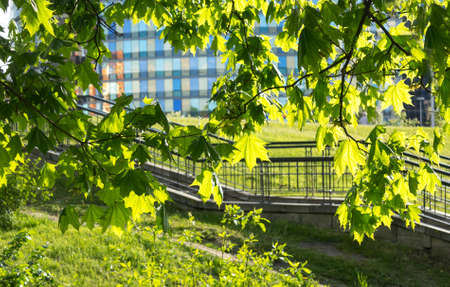 Fresh green leaves on the branch with daylight.の写真素材