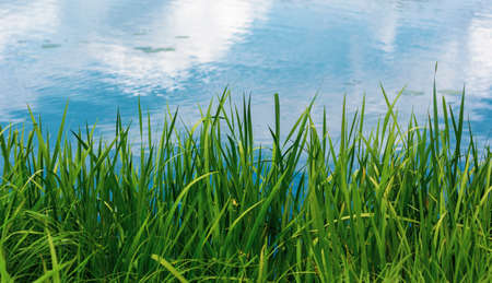 Summer green grass on the background of the lake with blue sky reflectionの写真素材