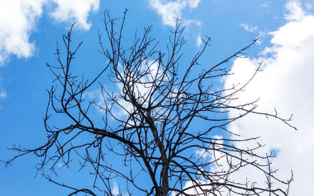 Black crowns of a tree without leaves against a blue sky with white clouds.の写真素材