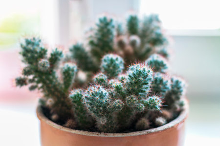 A large cactus houseplant with small cactuses on it. White background. On the window.の写真素材
