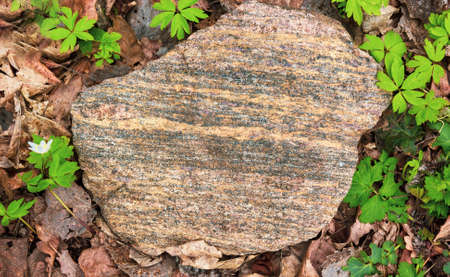 A large flat stone lies on the ground, next to green grass.