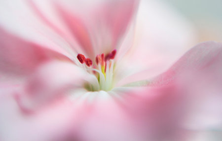 Pink flower with pistil in focus, blurred petal. Macro shootingの写真素材