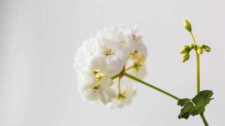 White garden geranium flowers with blurred backgroundの写真素材