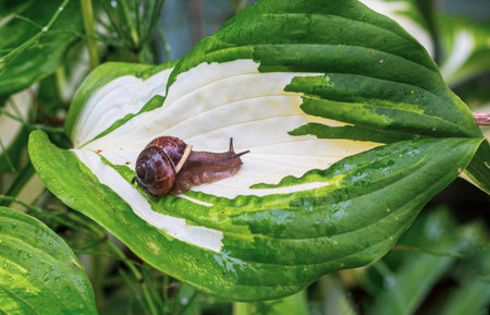 Close-up of a snail sitting on green leaf