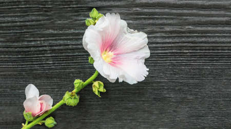White musk mallow flower on wooden background. Shooting on a sunny summer day. Garden mosquito mallow with white petals in summer close-up.の写真素材