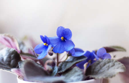 Blooming Saintpaulias, commonly known as African violets. Mini indoor plant. Light background. Selective focusの写真素材