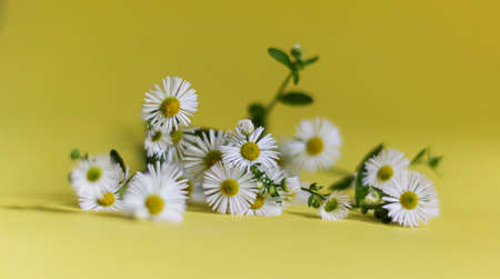 Bouquet of white chamomile flowers on a yellow background. Top view. Selective focus, floral background. A pattern of flower buds.の写真素材
