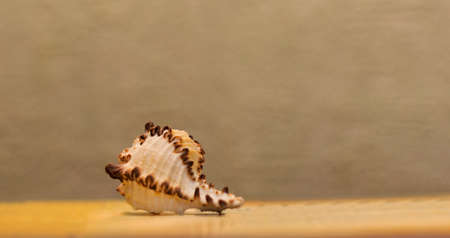 The seashell lies on a warm background, Place for text