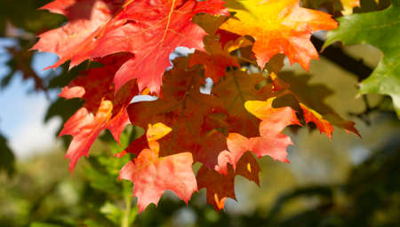 Orange, yellow and green autumn foliage on a sunny dayの写真素材