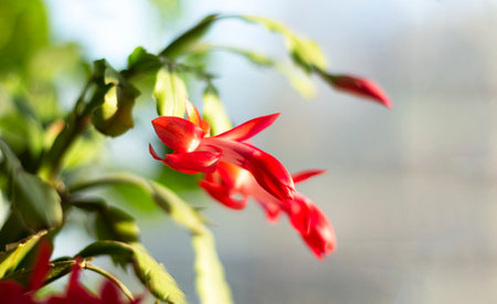 Decembrist or Schlumberger Buckley, Shhlumbergera buckleyi, epiphytic cactus family, Cactaceae.