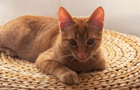 A beautiful red young kitten makes a funny face on a straw carpet.