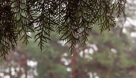 Beautiful thuja branches with water drops on a blurred background, selective focus .Evergreen thuja...
